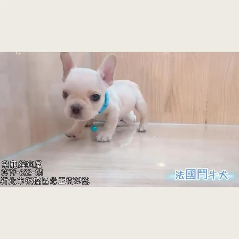 法國鬥牛犬