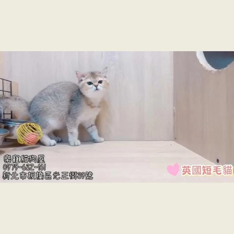 英國短毛貓
