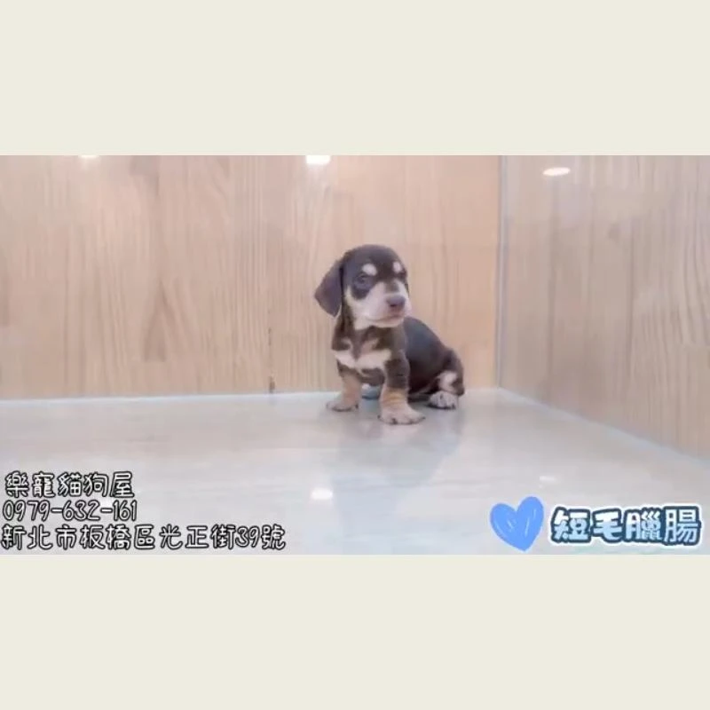 短毛臘腸