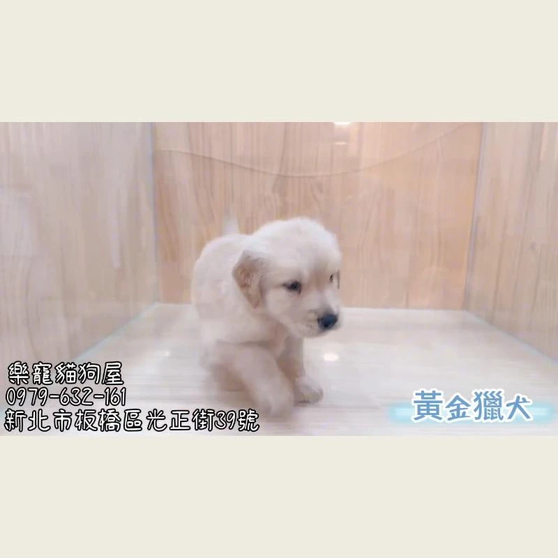 黃金獵犬