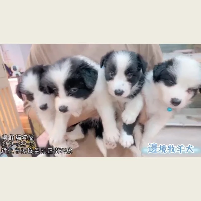邊境牧羊犬