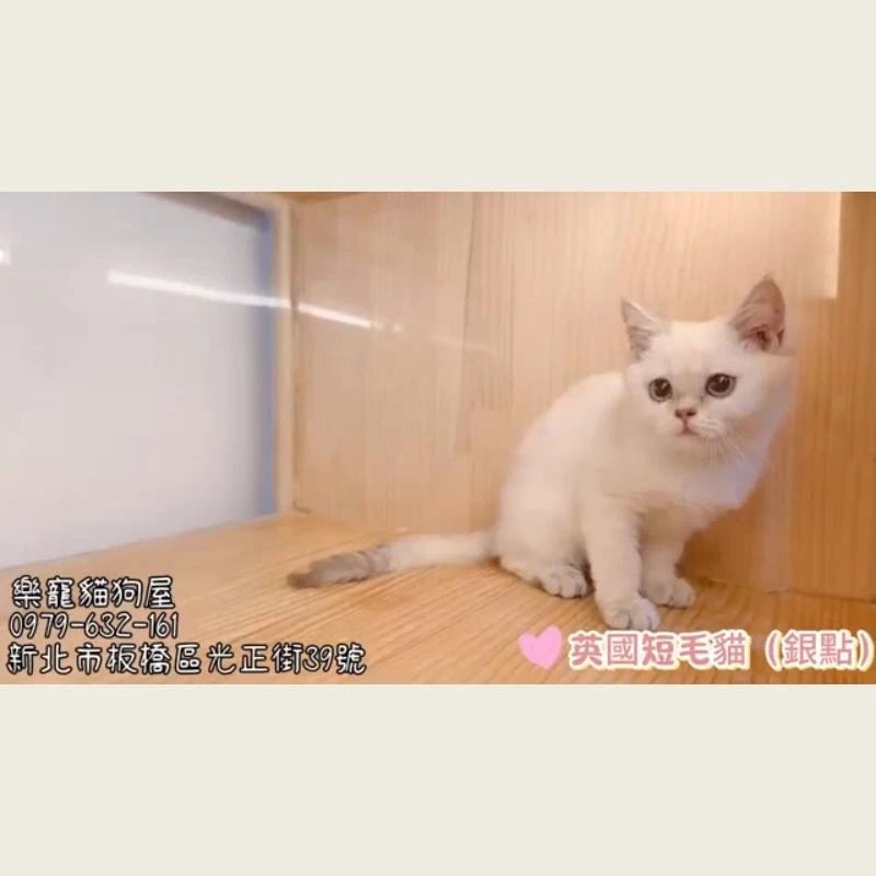 英國短毛貓銀點