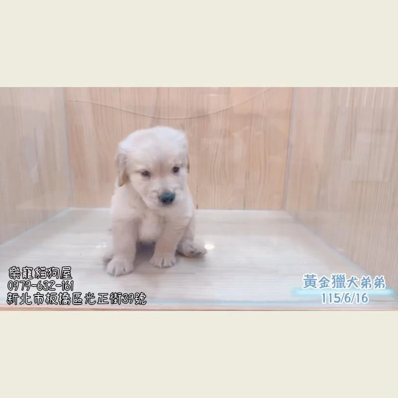 黃金獵犬弟弟