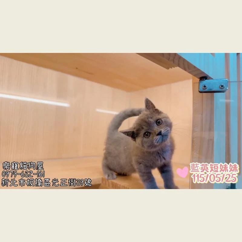藍英短妹妹