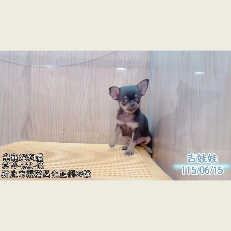 吉娃娃