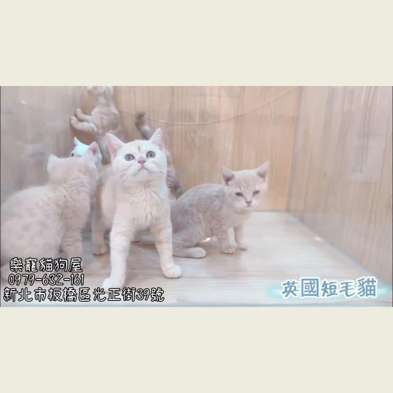 英國短毛貓