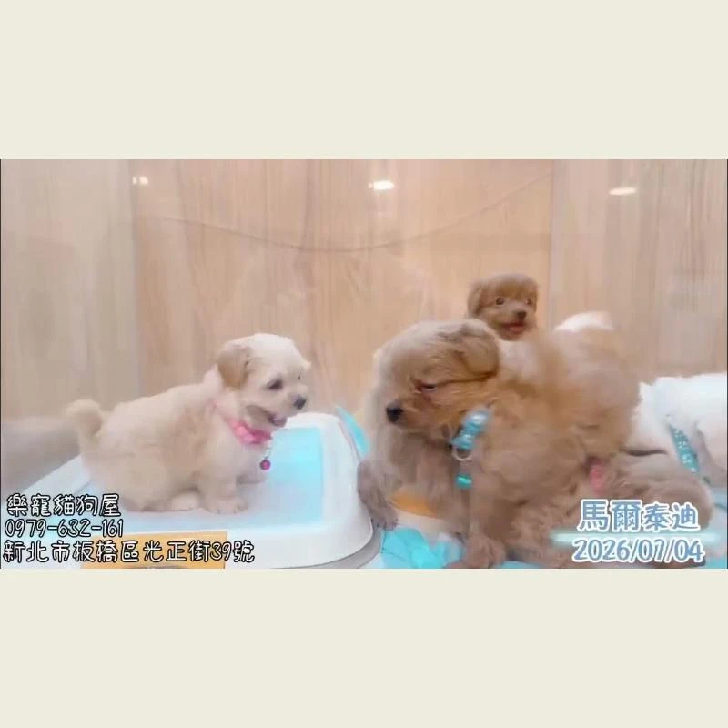 馬爾泰迪