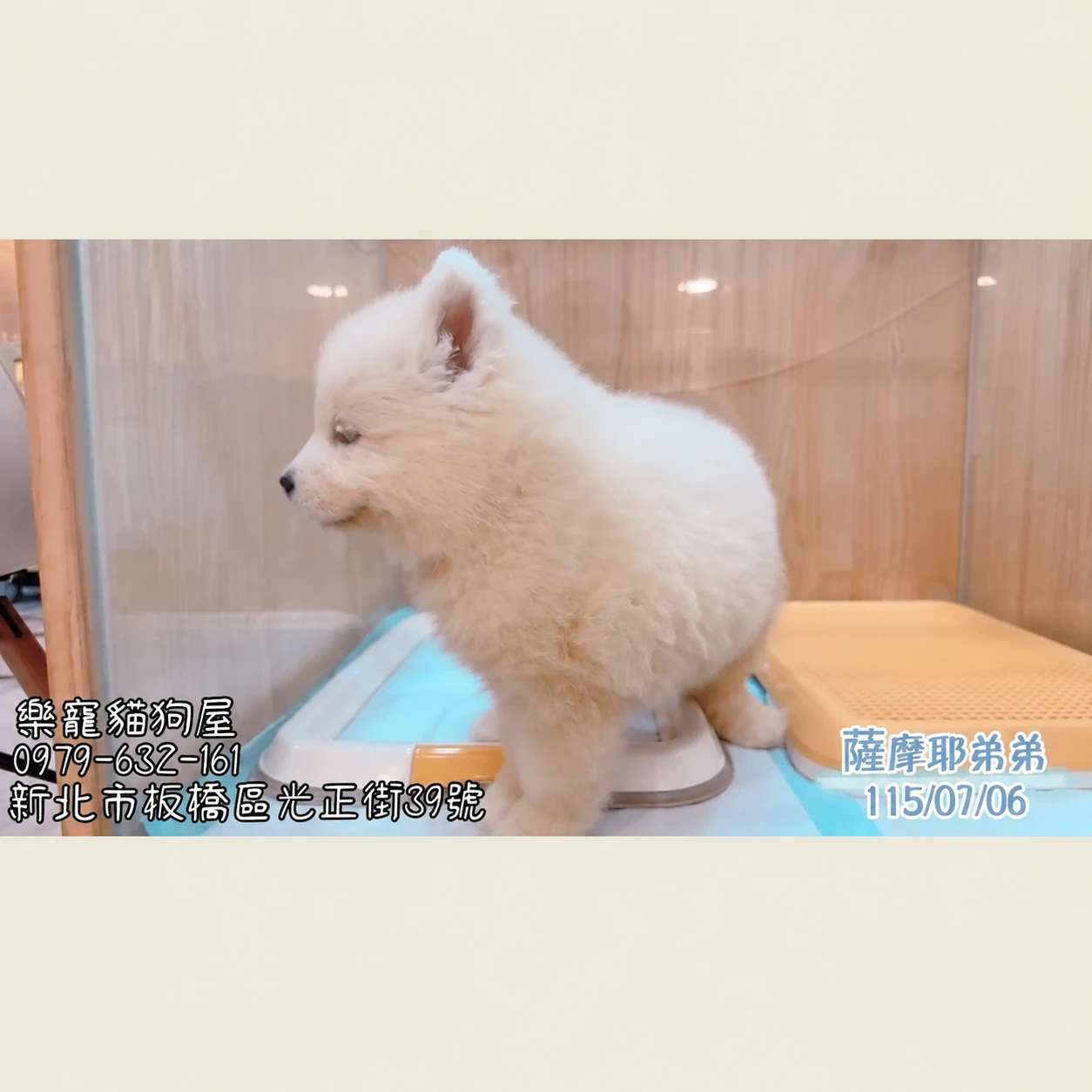 薩摩耶弟弟