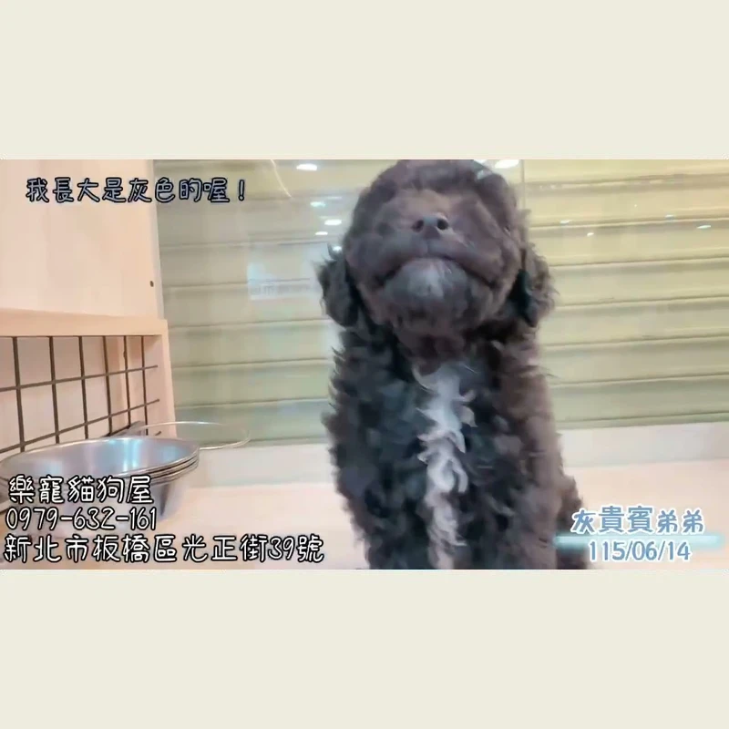 灰貴賓弟弟