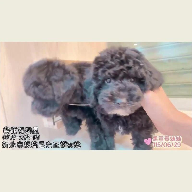 黑貴賓妹妹