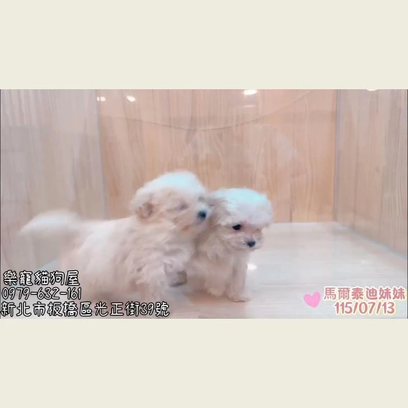 馬爾泰迪妹妹