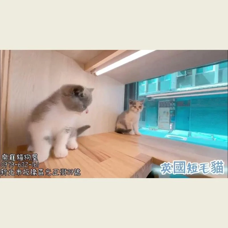 英國短毛貓