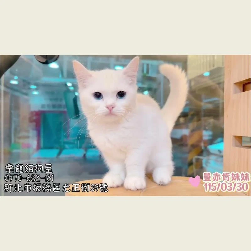 曼赤肯妹妹
