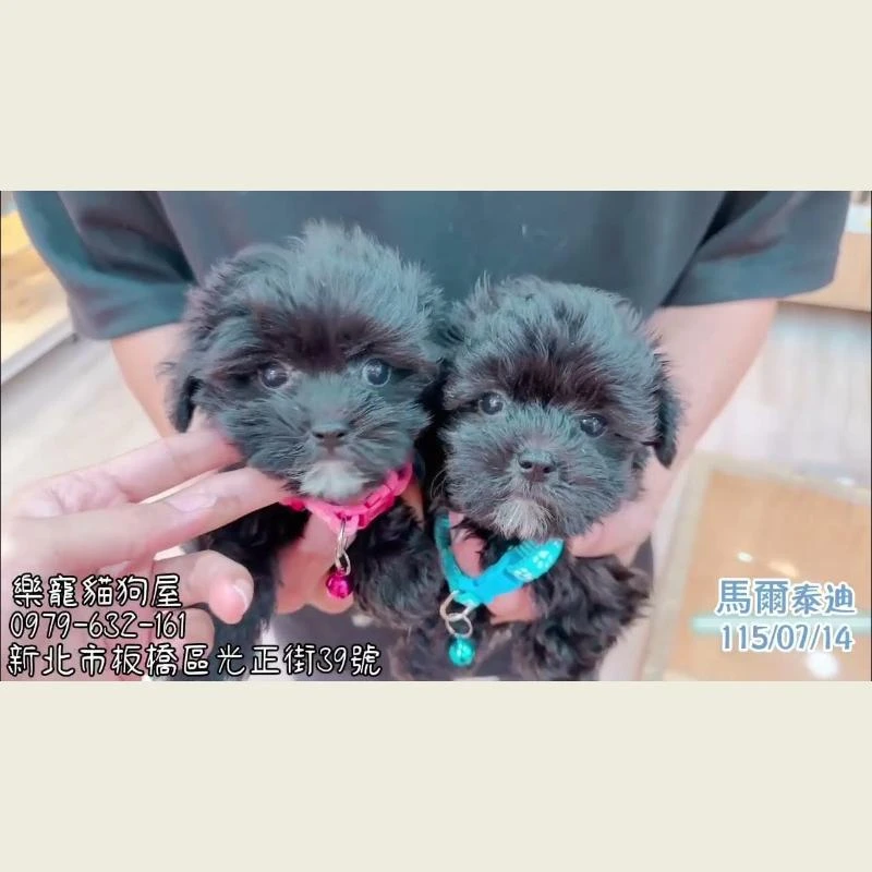 馬爾泰迪