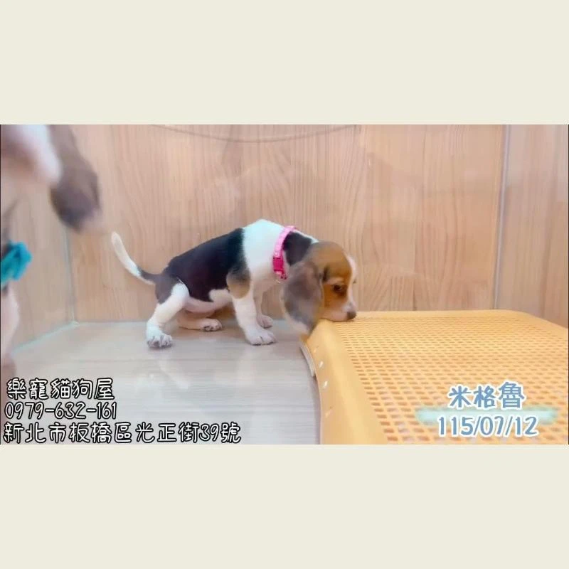 米格魯