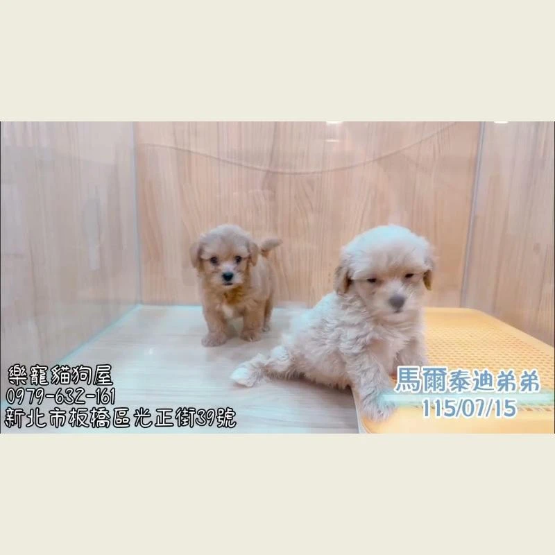 馬爾泰迪弟弟