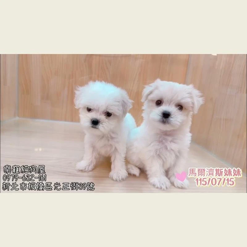 馬爾濟斯妹妹