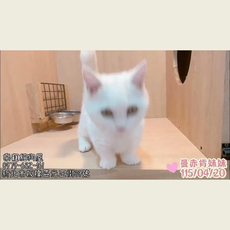 曼赤肯妹妹