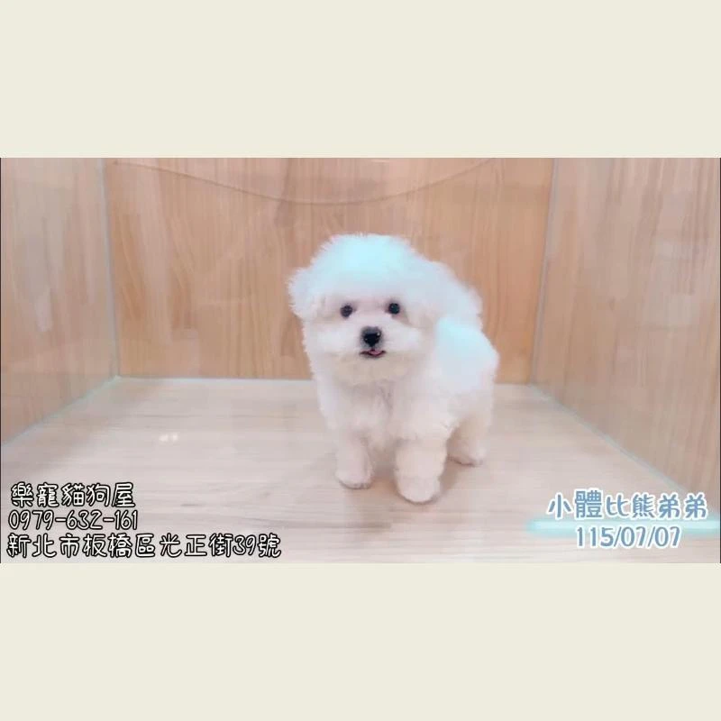小體比熊弟弟