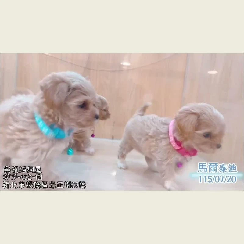 馬爾泰迪