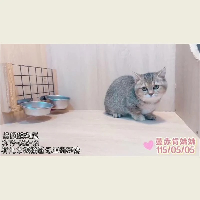曼赤肯妹妹