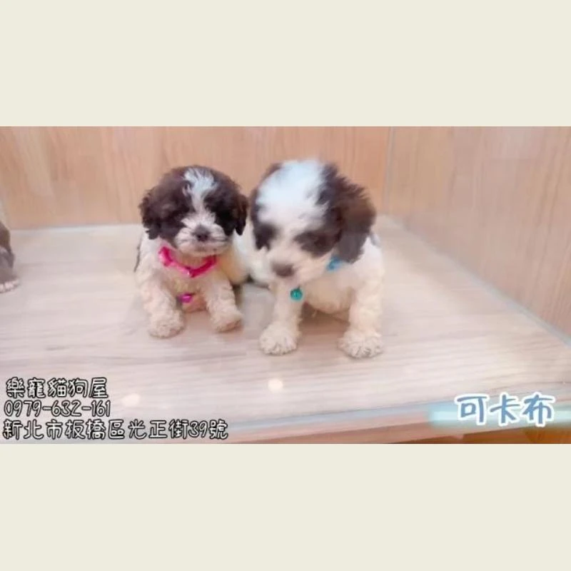 可卡布