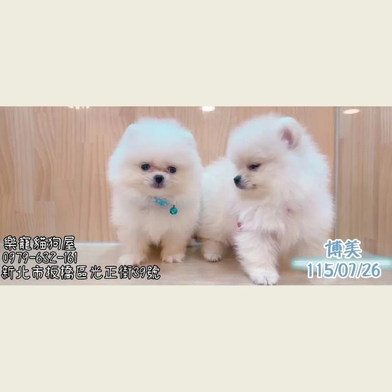 博美
