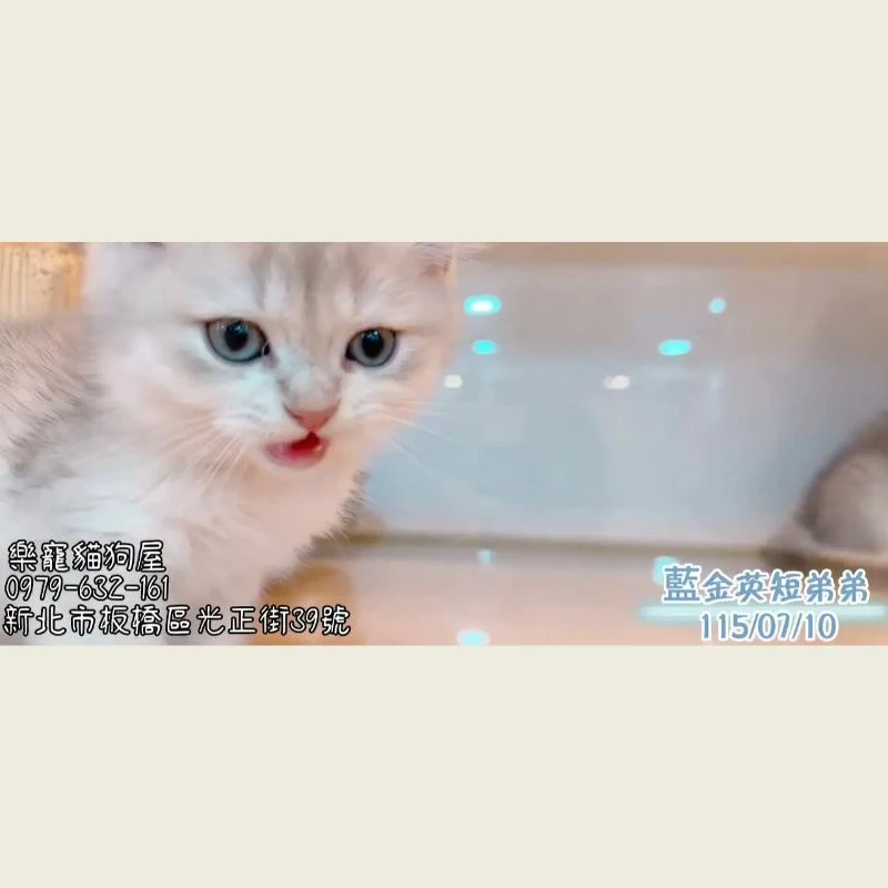 藍金英短弟弟