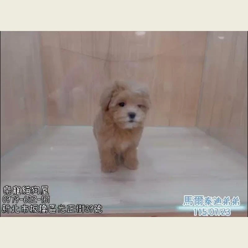  馬爾泰迪弟弟