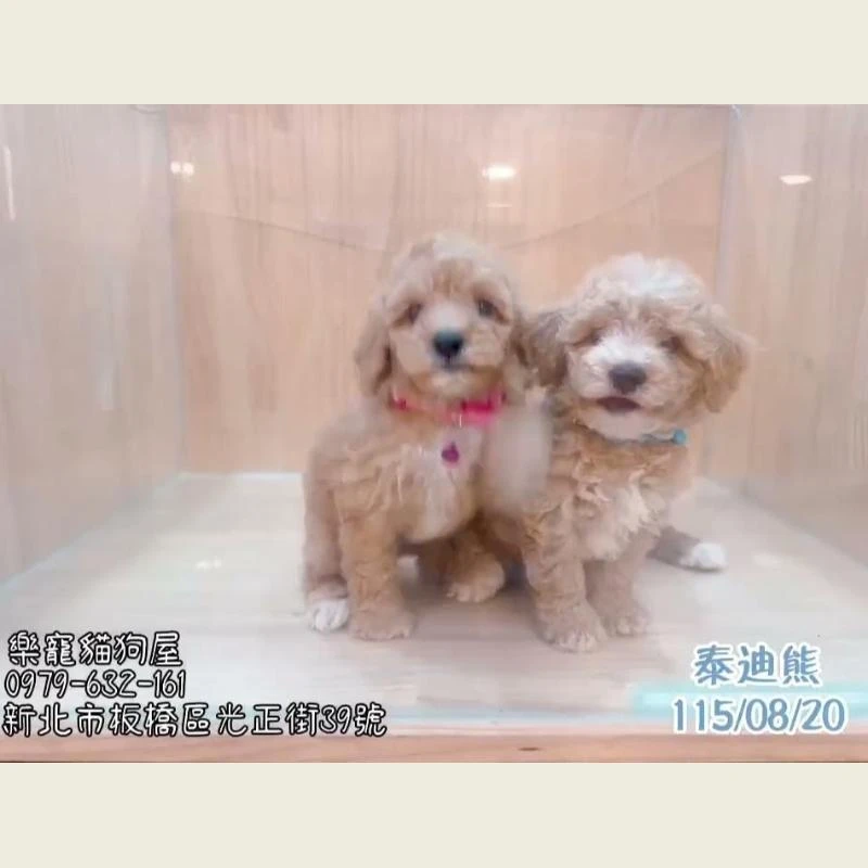 泰迪熊