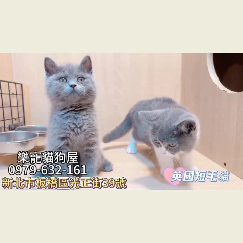 英國短毛貓,英短