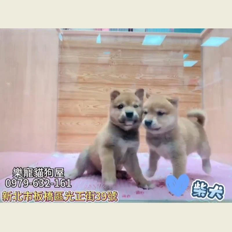 柴犬