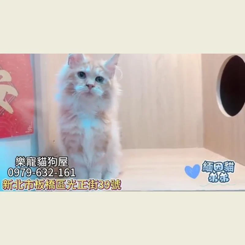 緬因貓弟弟