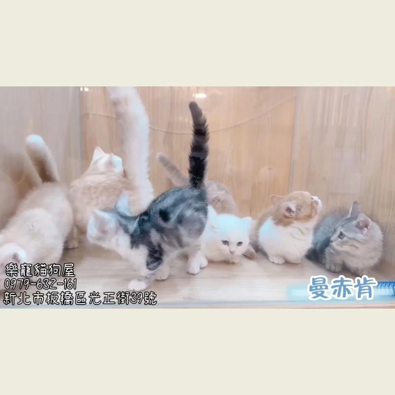 曼赤肯