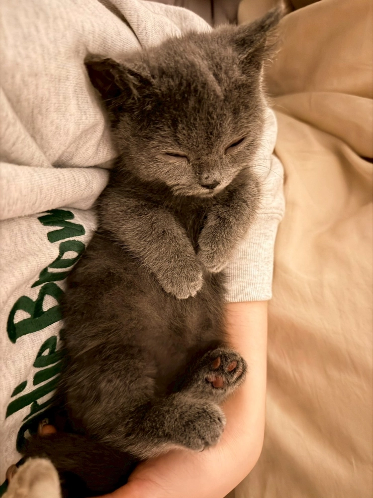 樂寵貓狗屋相簿名稱