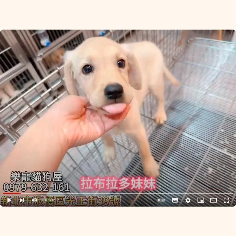 拉不拉多妹妹,拉不拉多幼犬