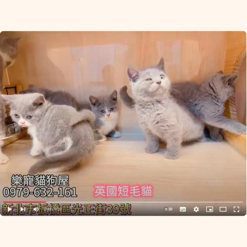 英國短毛貓,英短