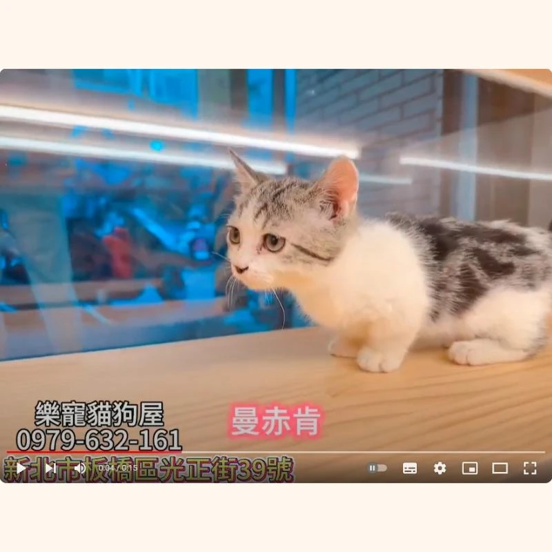 曼赤肯
