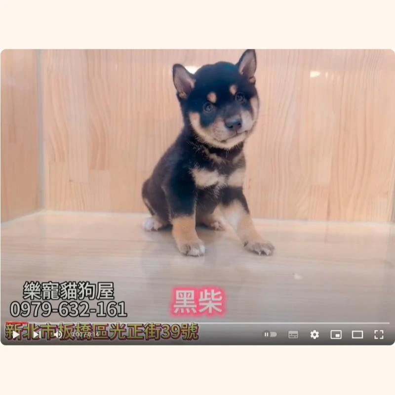 黑柴