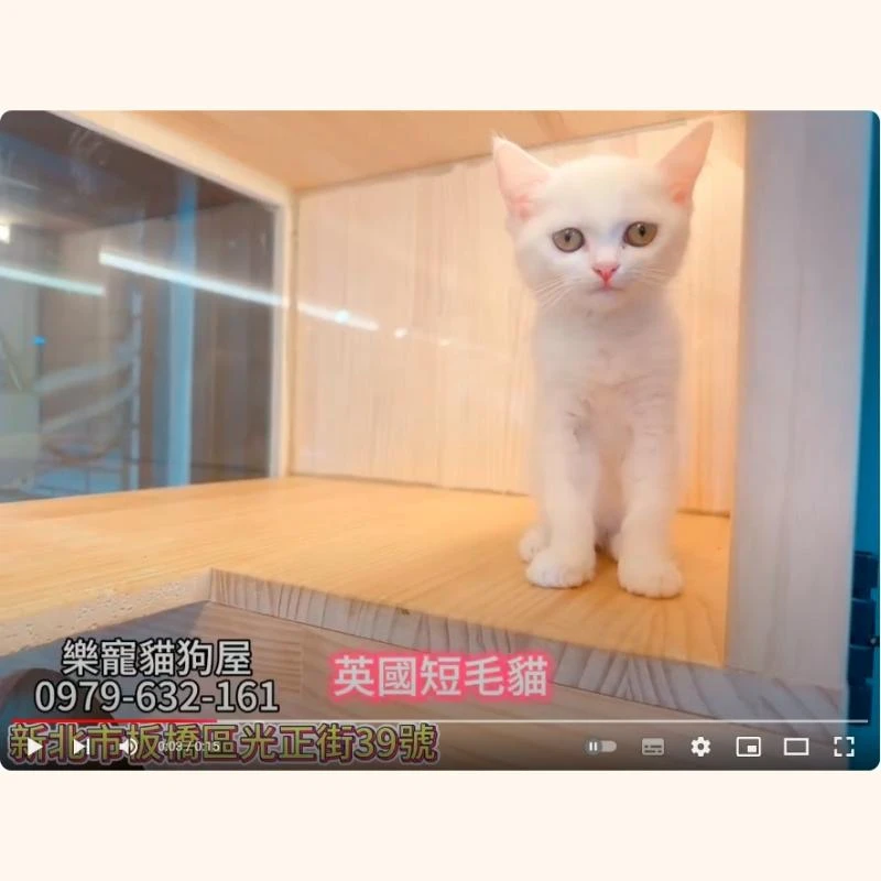 英國短毛貓,英短,英短幼貓