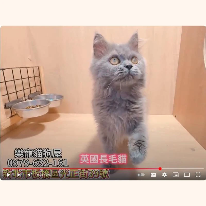 英國長毛貓,英長,英長幼貓