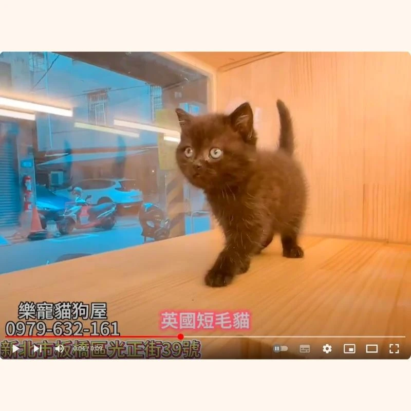 英國短毛貓,英短