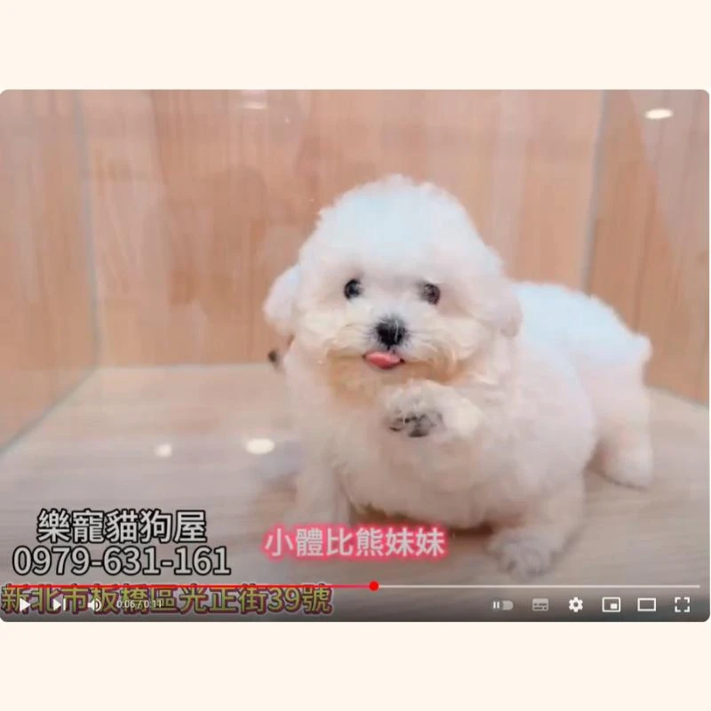 小體比熊妹妹
