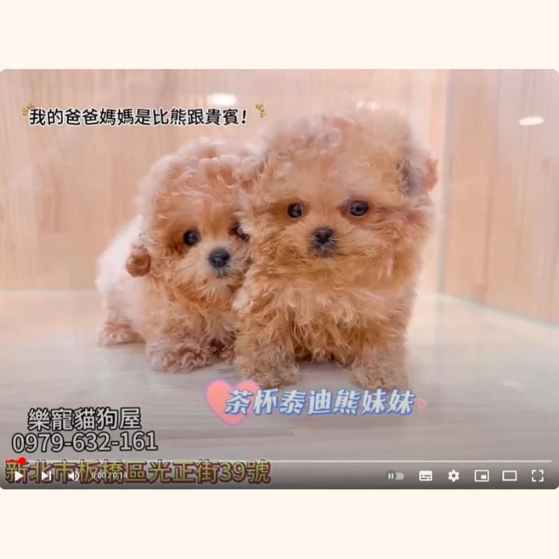 茶杯泰迪熊妹妹