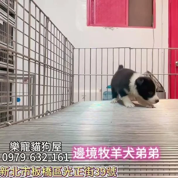 邊境牧羊犬弟弟,牧羊犬,牧羊犬幼犬