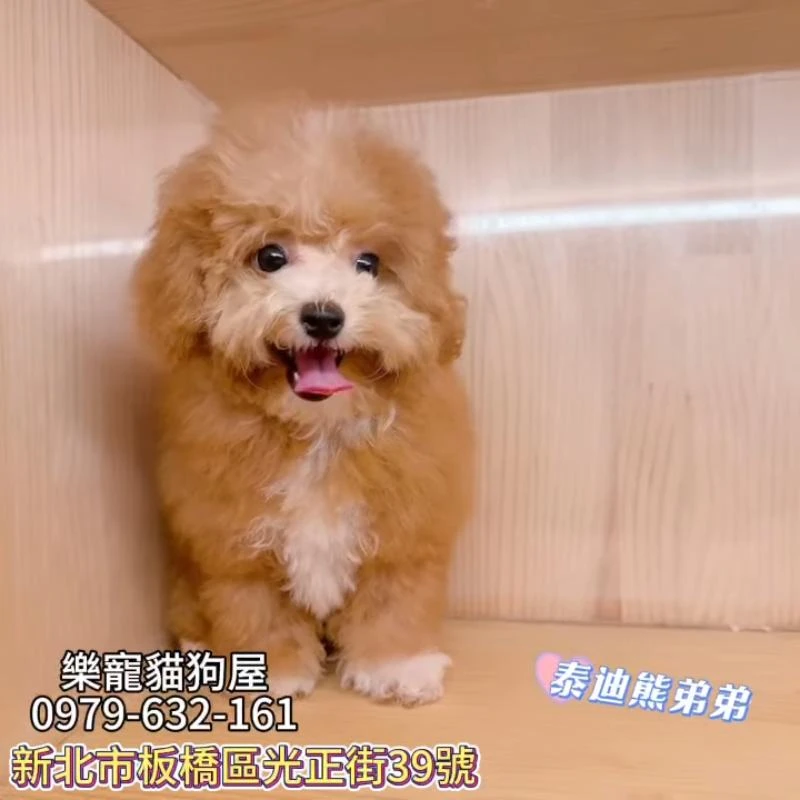 泰迪熊弟弟