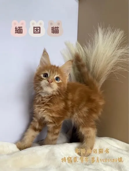 緬因 紅虎斑 異瞳弟弟｜新北貓舍｜板橋貓舍｜緬因幼貓舍