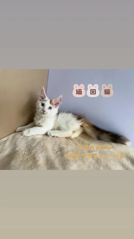 緬因 三花 藍眼妹妹｜新北貓舍｜板橋貓舍｜緬因幼貓舍