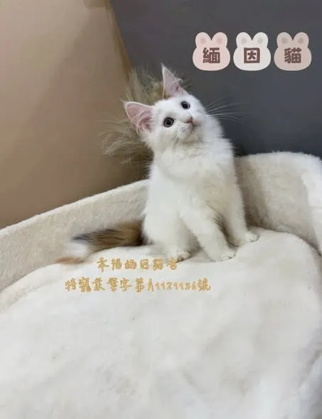 緬因 藍眼三花妹妹｜新北貓舍｜板橋貓舍｜緬因幼貓舍