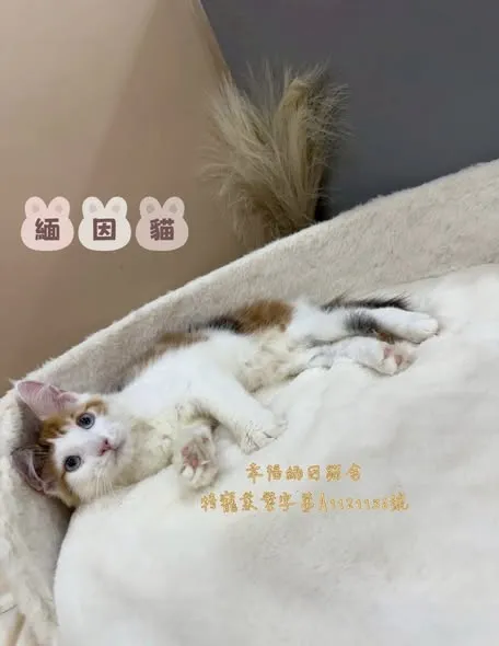 藍眼緬因三花妹妹 ｜新北貓舍｜板橋貓舍｜緬因幼貓舍